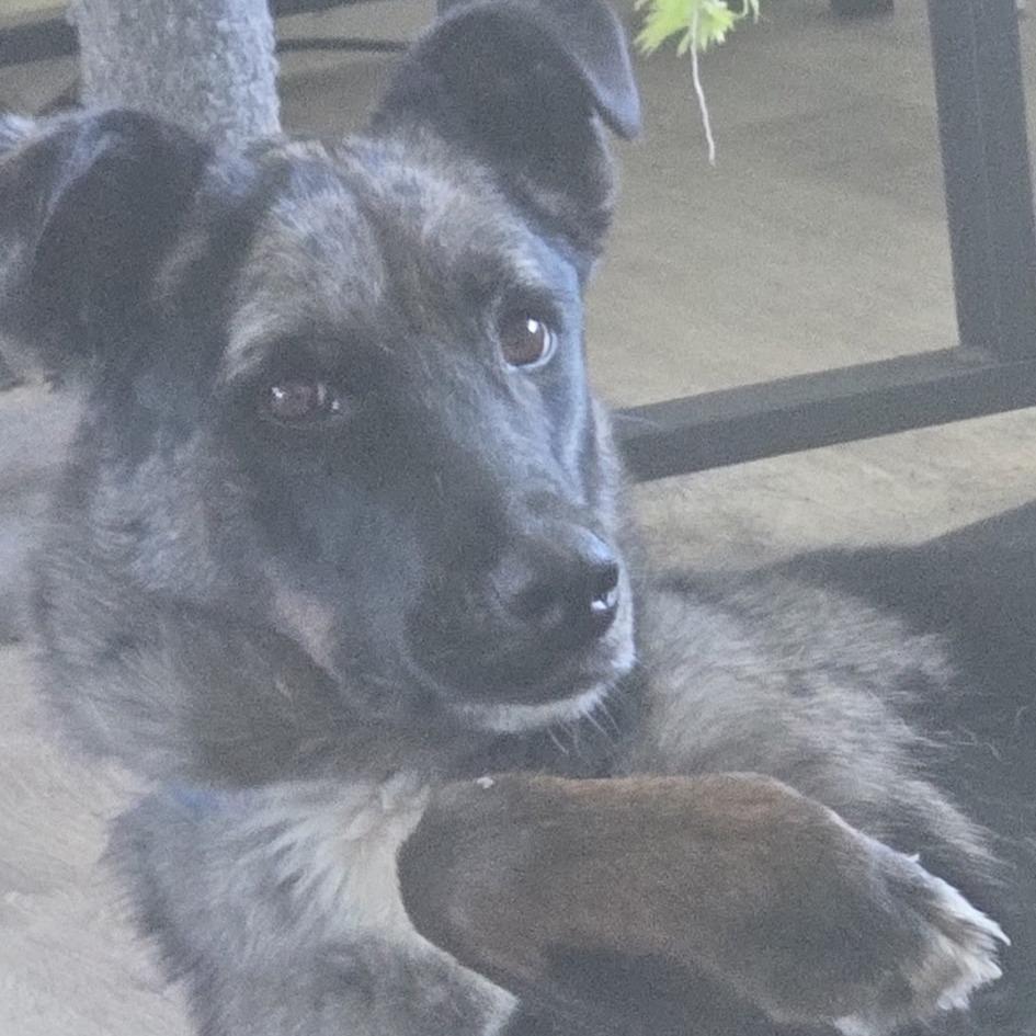 Enlarge Clover, a Adoptable mixed breed in Idaho Falls, ID image 3/6