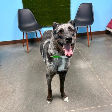 Enlarge Clover, a Adoptable mixed breed in Idaho Falls, ID image 4/6