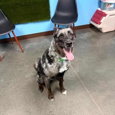 Enlarge Clover, a Adoptable mixed breed in Idaho Falls, ID image 5/6