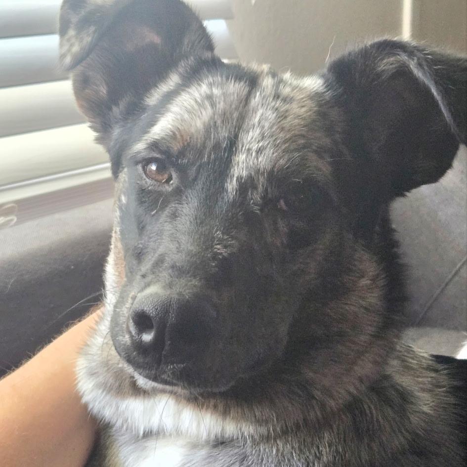 Enlarge Clover, a Adoptable mixed breed in Idaho Falls, ID image 6/6