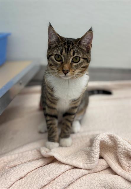 Enlarge QUINOA, a Adoptable Domestic Short Hair in Geneva, IL image 1/1