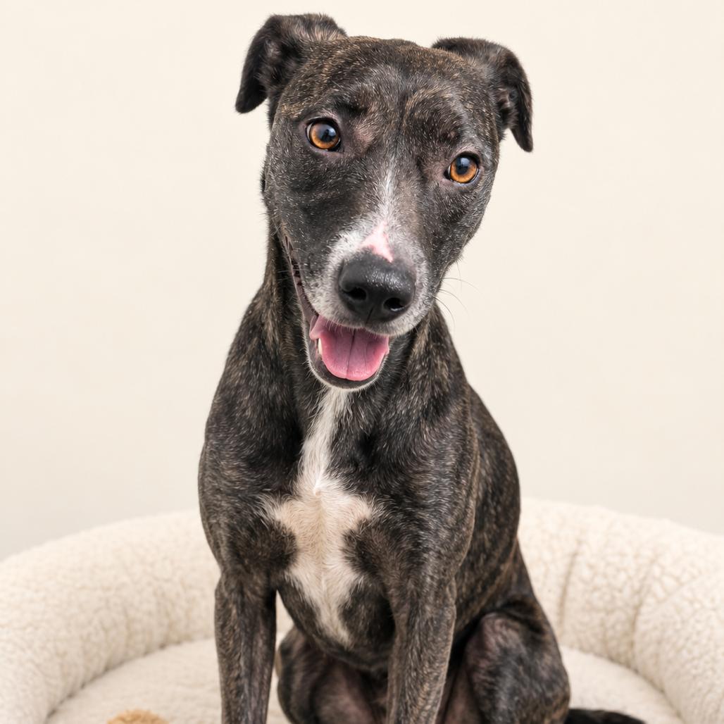 Enlarge Zara, a Adoptable Pit Bull Terrier in Redwood Falls, MN image 1/1