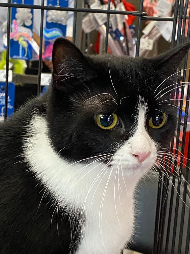 Lilly Liam Murphy, Adoptable, Young Female Domestic Short Hair.