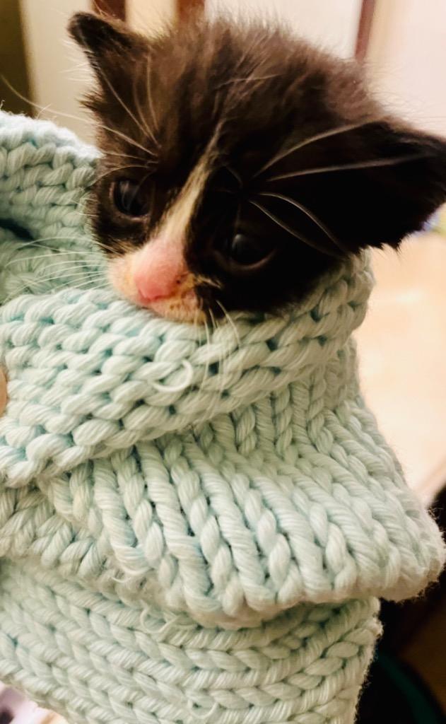 Lilly Liam Murphy, Adoptable, Young Female Domestic Short Hair.