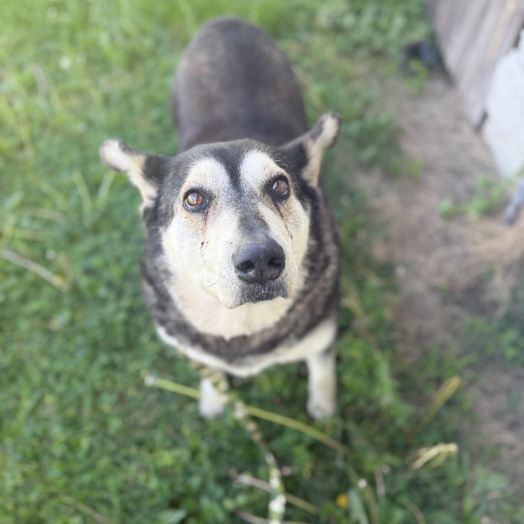 Zira, Adoptable, Senior Female Mixed Breed.