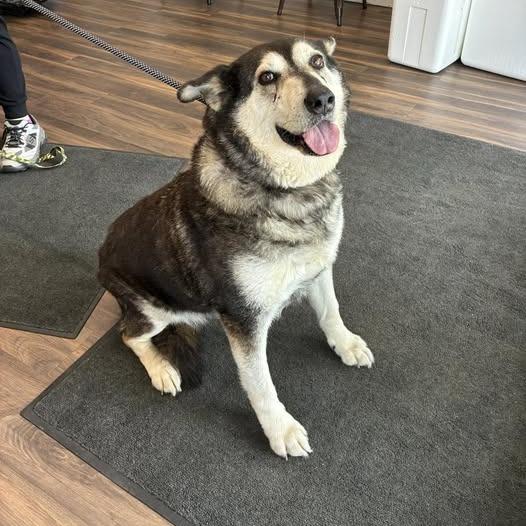 Zira, a Adoptable Mixed Breed in Jeffersonville, IN image 2/4