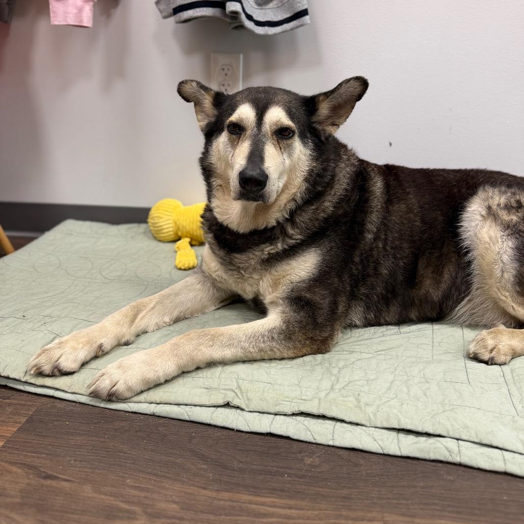 Zira, a Adoptable Mixed Breed in Jeffersonville, IN image 3/4