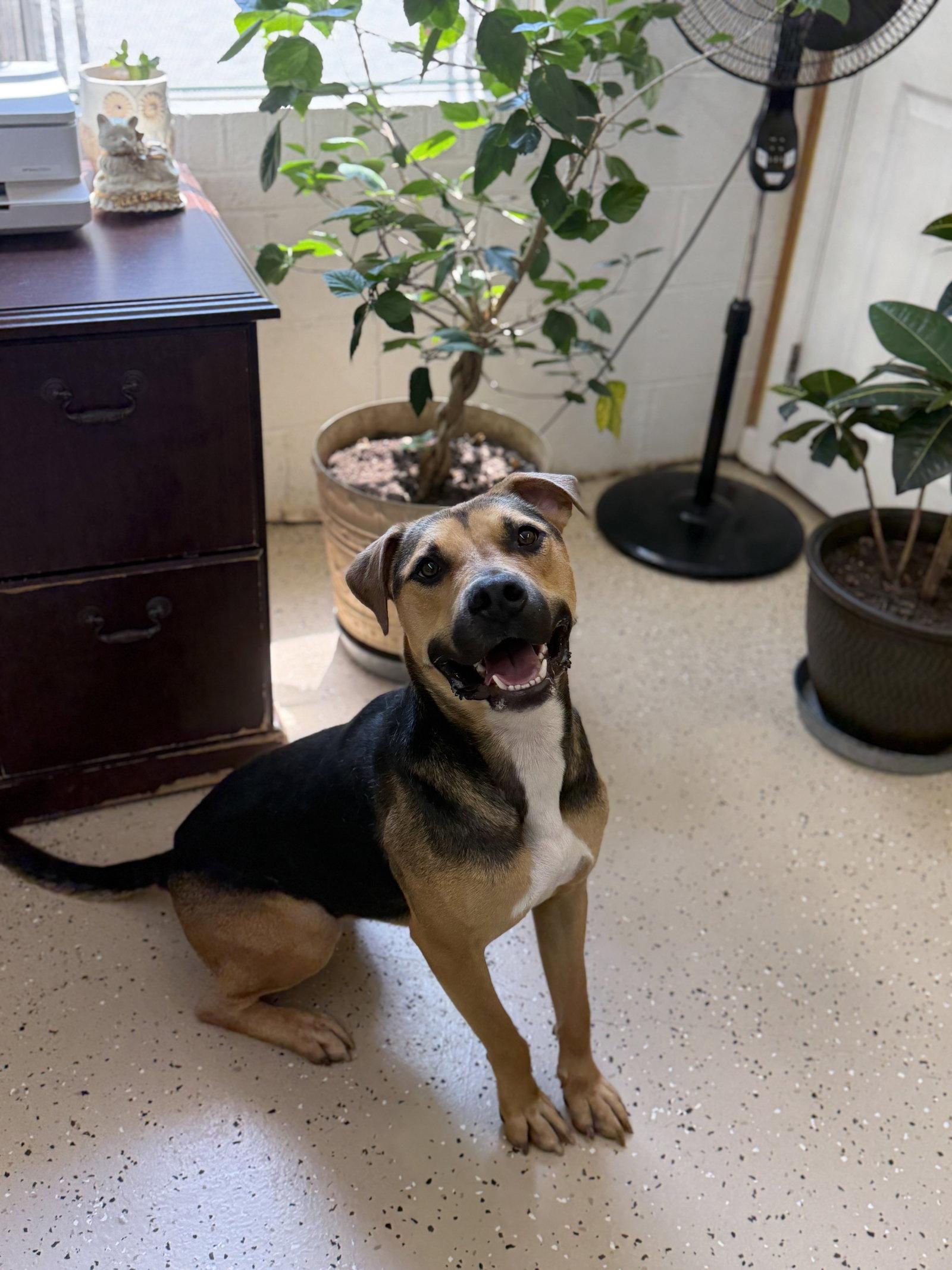 Enlarge Loki, a Adoptable mixed breed in York, SC image 1/3