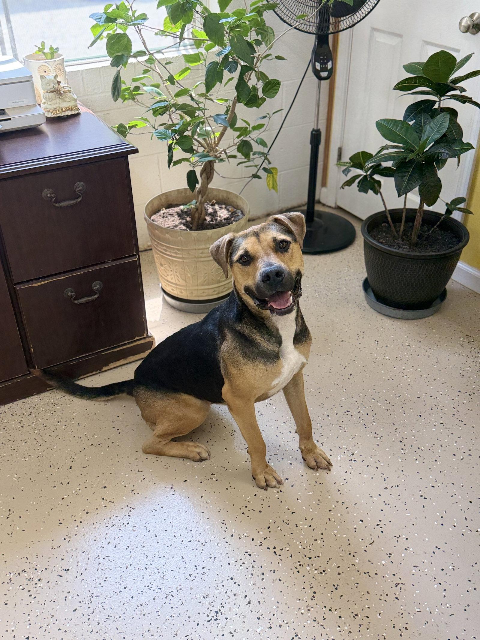 Enlarge Loki, a Adoptable mixed breed in York, SC image 2/3