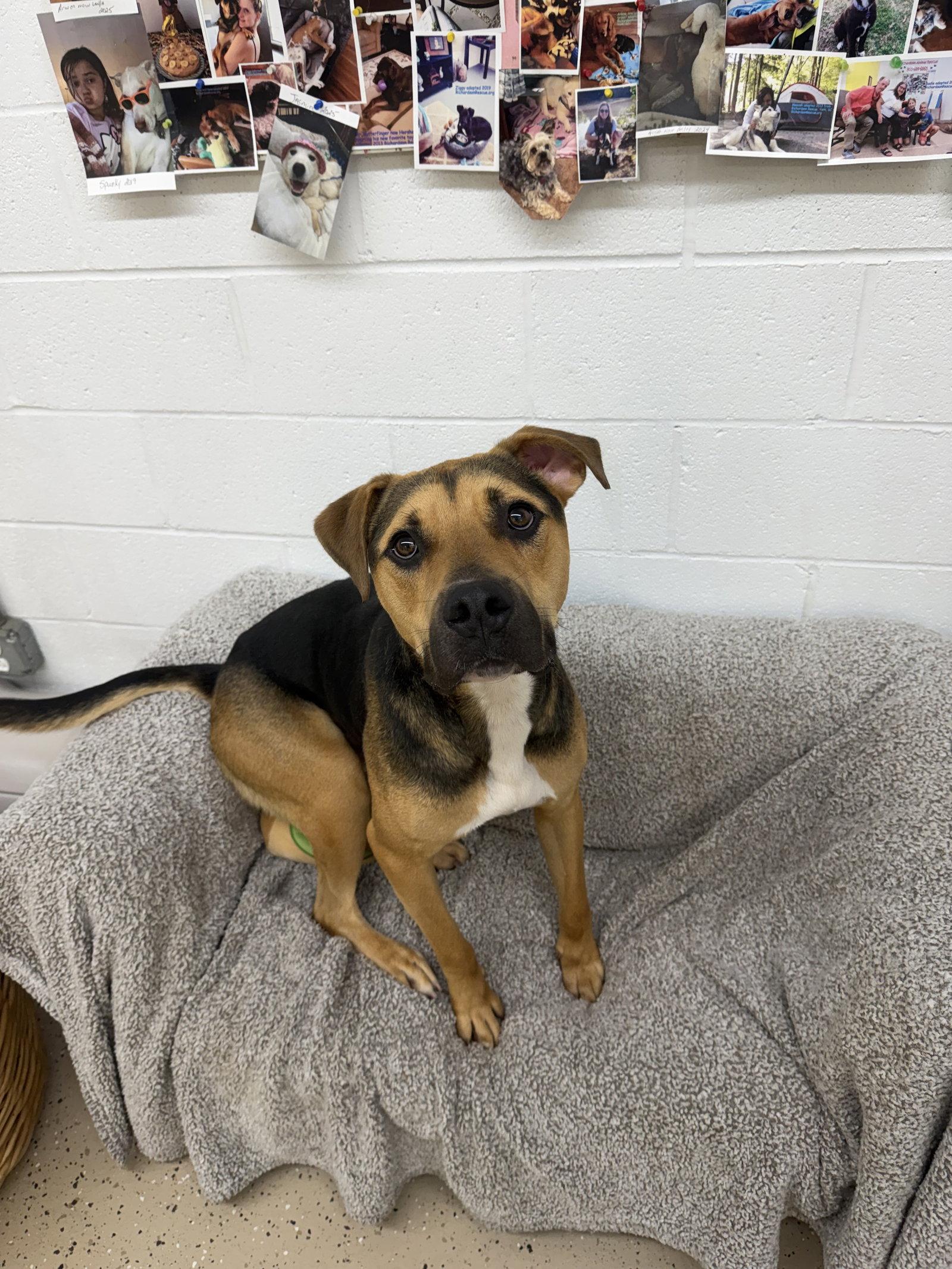 Enlarge Loki, a Adoptable mixed breed in York, SC image 3/3