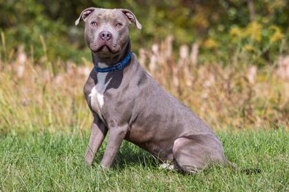 Brantley, Adoptable, Young Male Pit Bull Terrier & Mixed Breed.