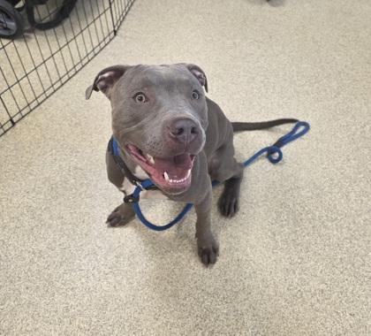 Brantley, a Adoptable mixed breed in Mount Holly, NJ image 2/3