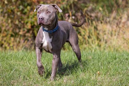 Enlarge Brantley, a Adoptable mixed breed in Mount Holly, NJ image 2/3