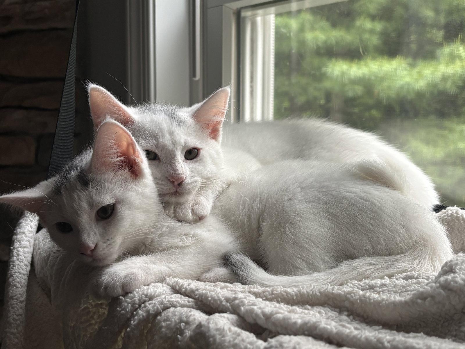 Rocky (W/ River), Adoptable, Kitten Male Domestic Short Hair.