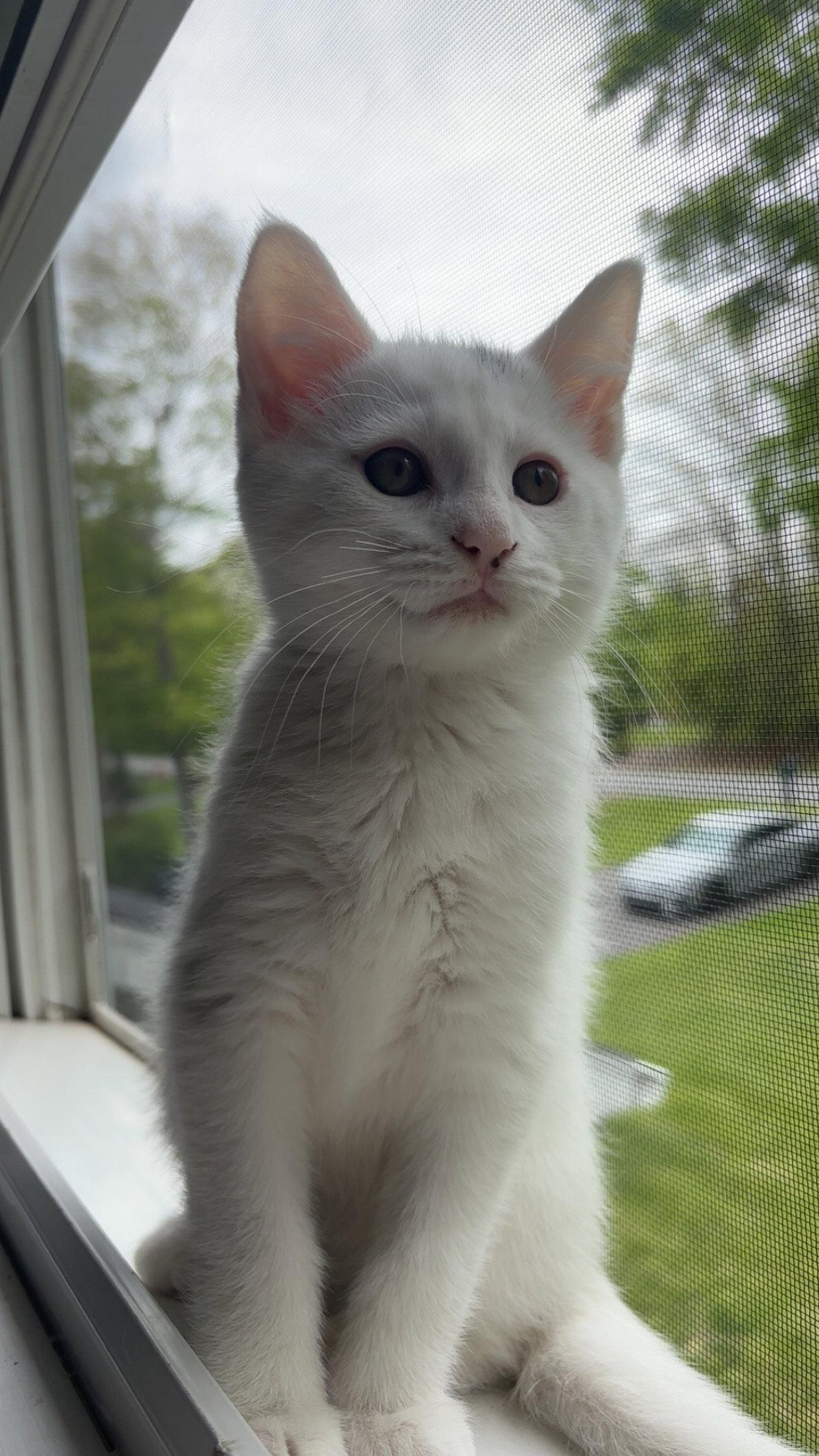 Enlarge Rocky (W/ River), a Adoptable Domestic Short Hair in Stewartsville, NJ image 3/3