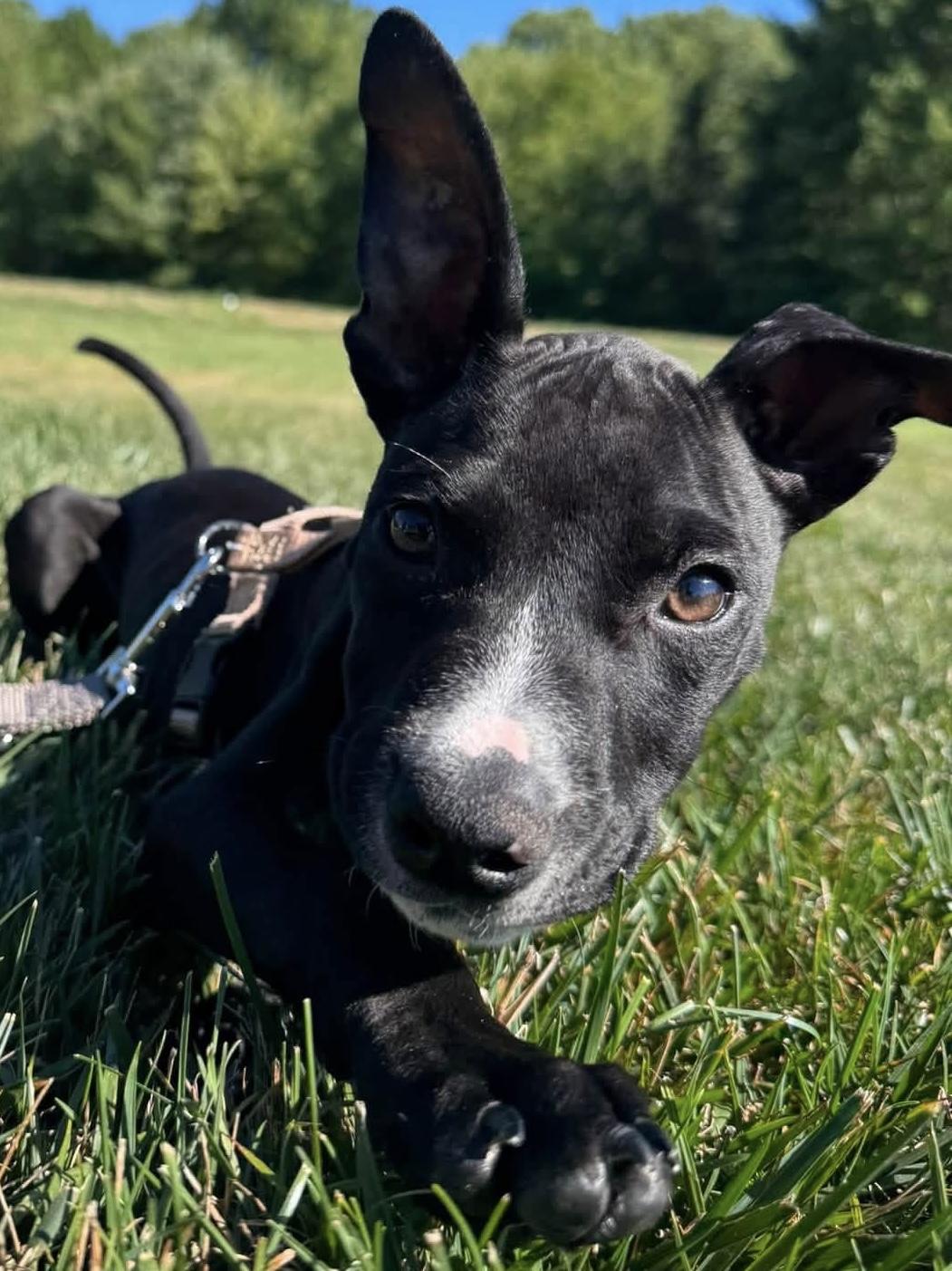 Mud, Adoptable, Puppy Male Pit Bull Terrier.