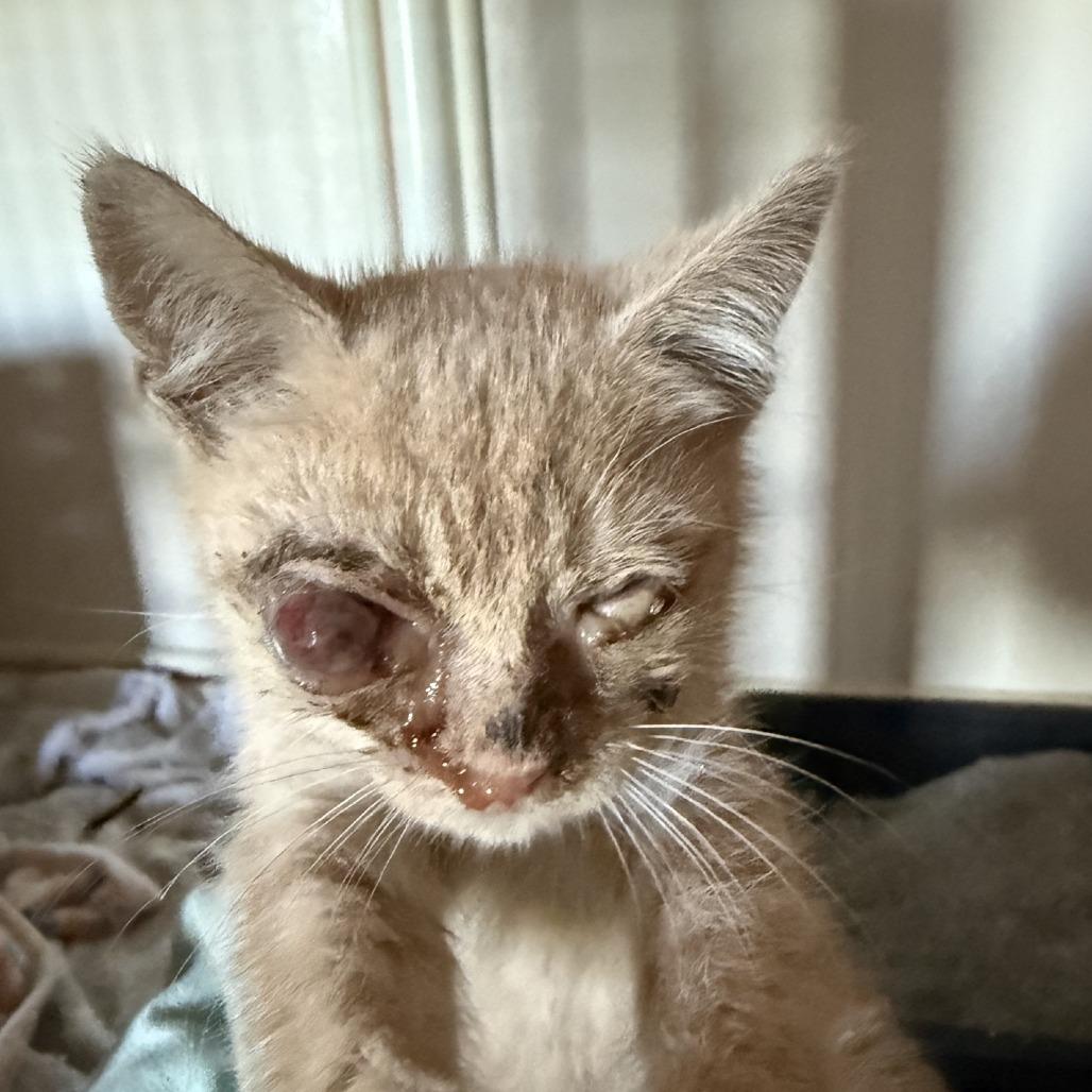 Banana, Adoptable, Kitten Male Domestic Short Hair.