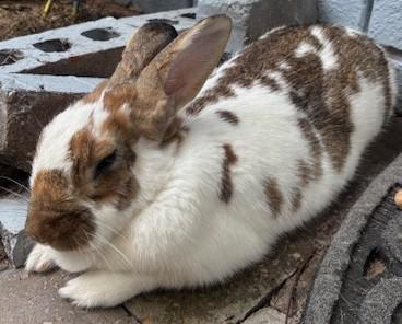 Enlarge Leroy Brown, a Adoptable English Spot in Navarre, FL image 1/1