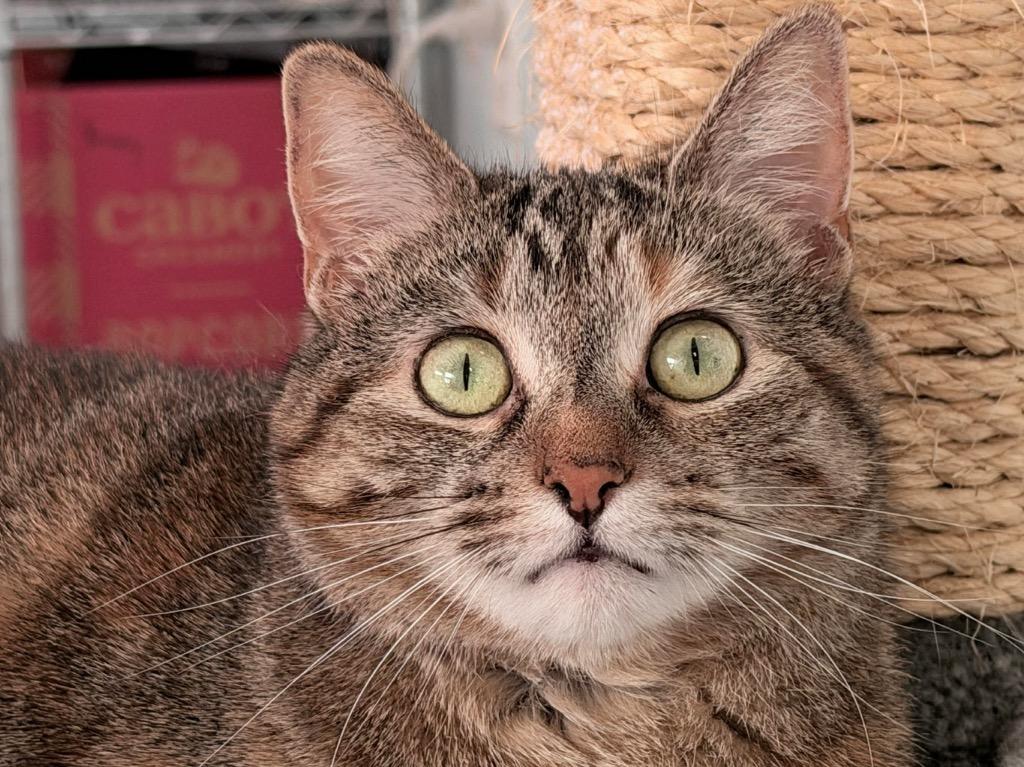 Pecan, Adoptable, Adult Female Domestic Short Hair.