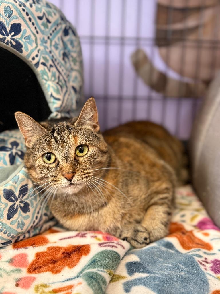 Pecan, Adoptable, Adult Female Domestic Short Hair.