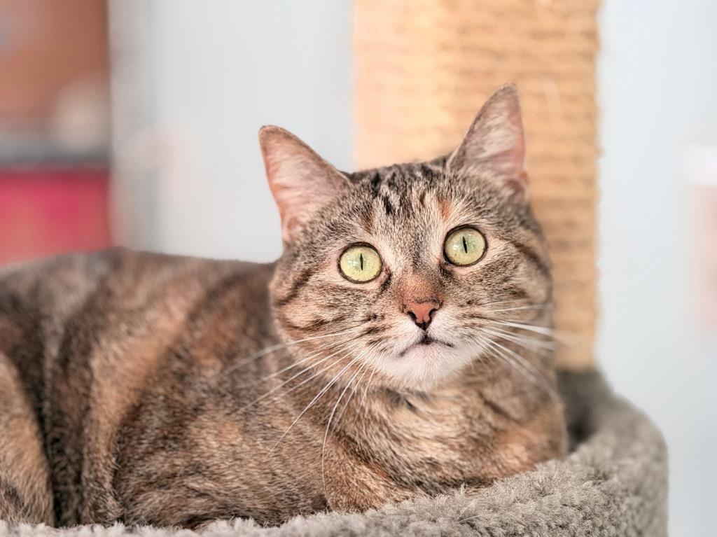 Pecan, a Adoptable mixed breed in Peru, NY image 2/4