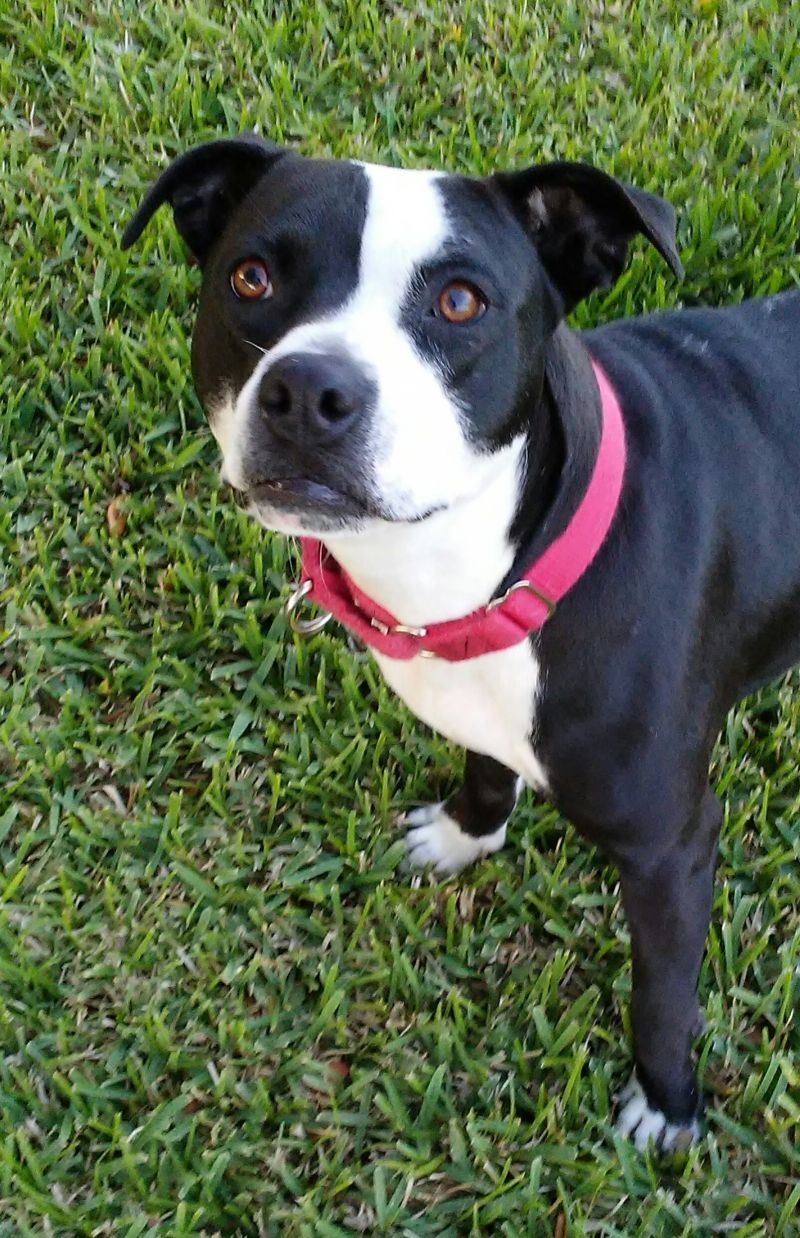 Enlarge Sadie, a Adoptable mixed breed in Baytown, TX image 1/4