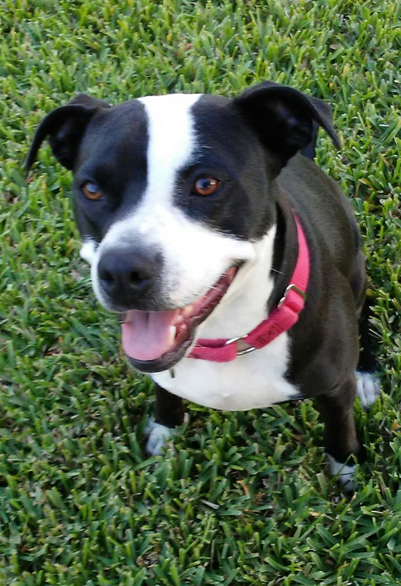 Enlarge Sadie, a Adoptable mixed breed in Baytown, TX image 2/4