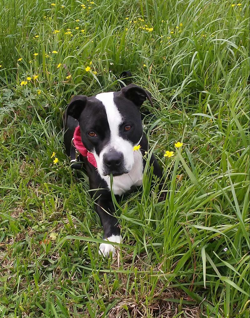 Enlarge Sadie, a Adoptable mixed breed in Baytown, TX image 3/4