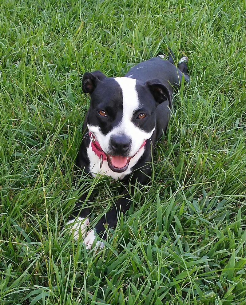 Enlarge Sadie, a Adoptable mixed breed in Baytown, TX image 4/4