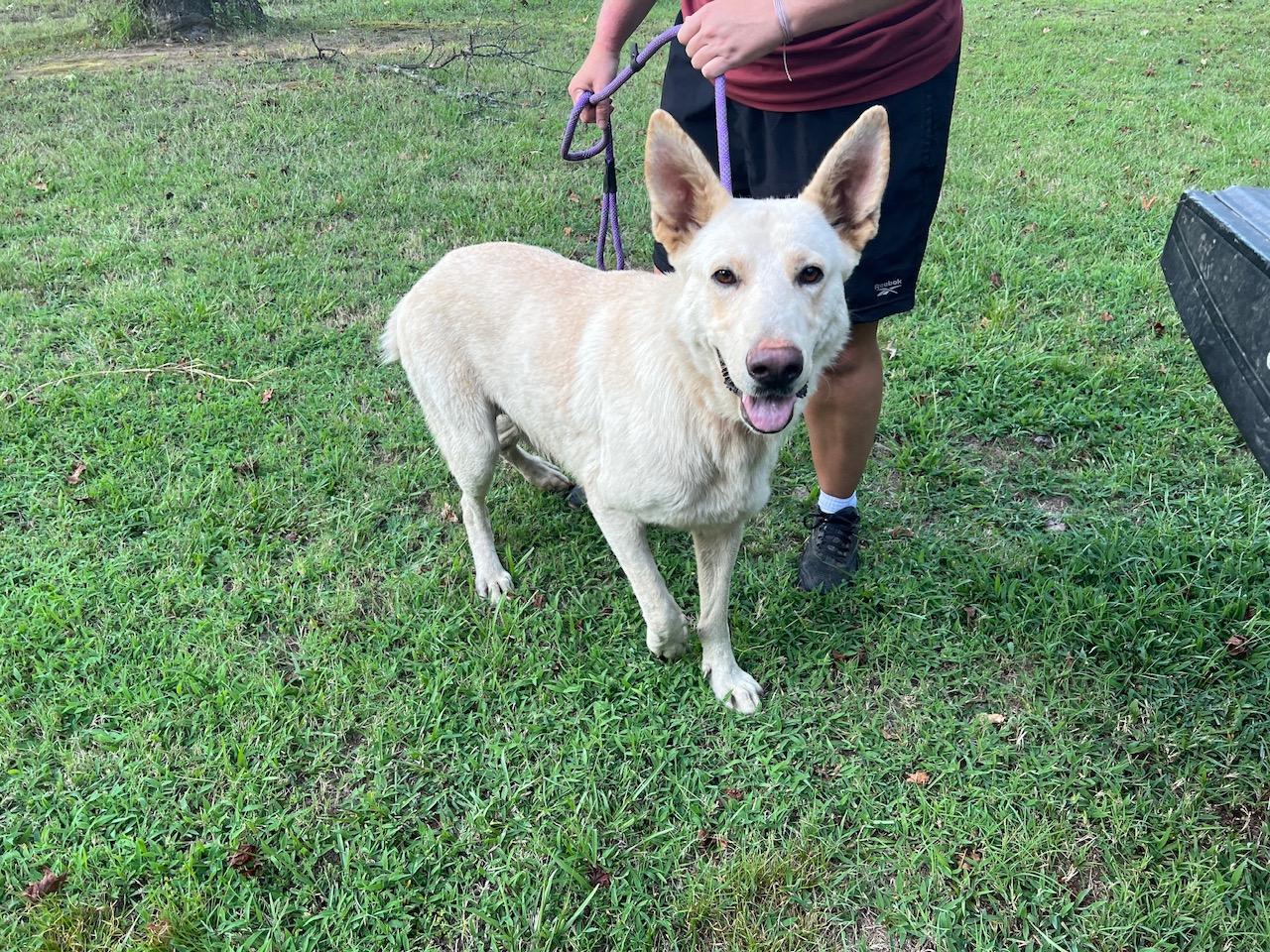 Enlarge Thor, a Adopted White German Shepherd in Zimmerman, MN image 1/1