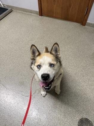 Ryker, Adoptable, Adult Male Siberian Husky & Mixed Breed.