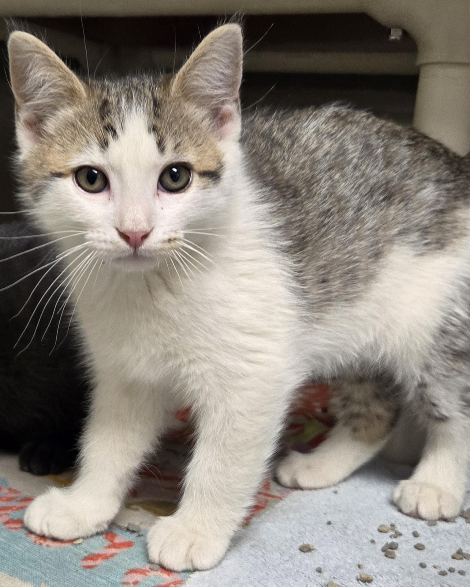 Enlarge Hatfield, a ADOPTABLE Domestic Short Hair in Bluffton, IN image 1/1