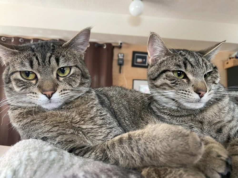 Enlarge Penny, a Adoptable mixed breed in Lebanon, OR image 4/6