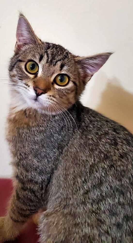 Enlarge Penny, a Adoptable mixed breed in Lebanon, OR image 5/6