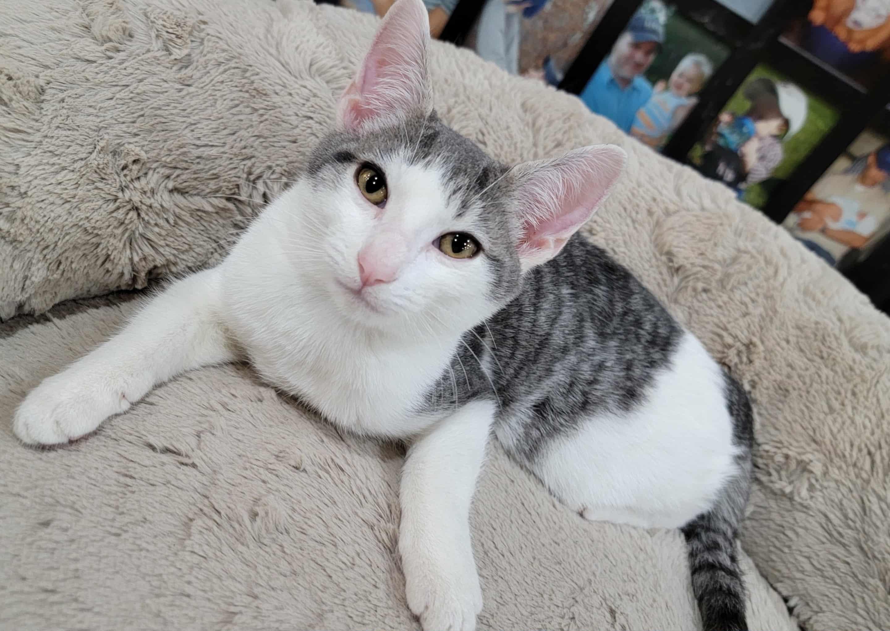 Enlarge Simon & Baxter! , a Adoptable mixed breed in Hagerstown, MD image 3/6