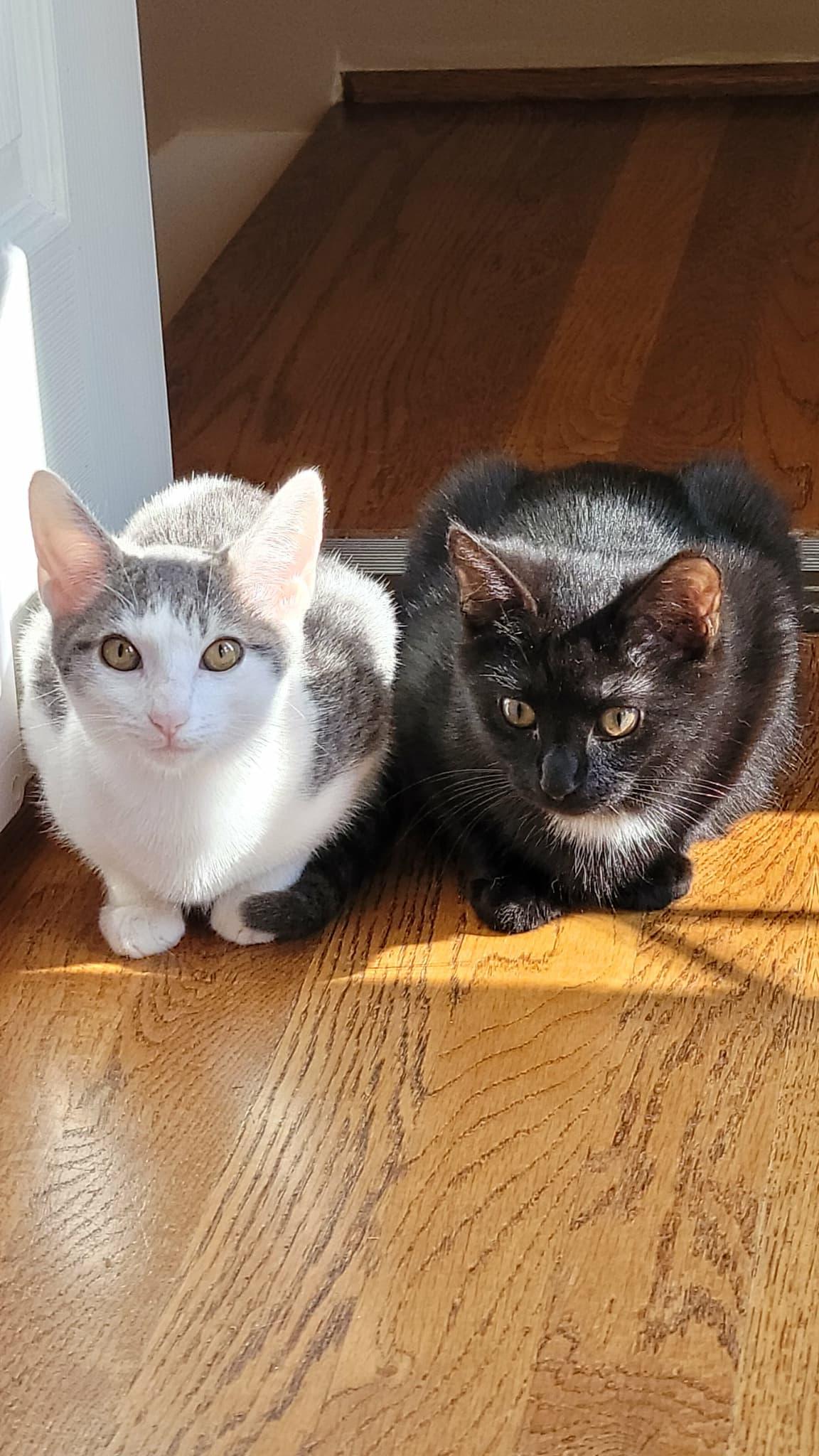 Enlarge Simon & Baxter! , a Adoptable mixed breed in Hagerstown, MD image 4/6