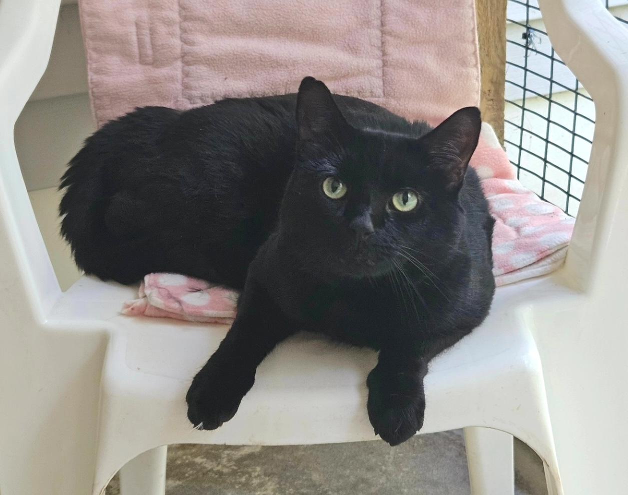 Bear, a Adoptable Domestic Short Hair in Westbrook, CT image 1/3