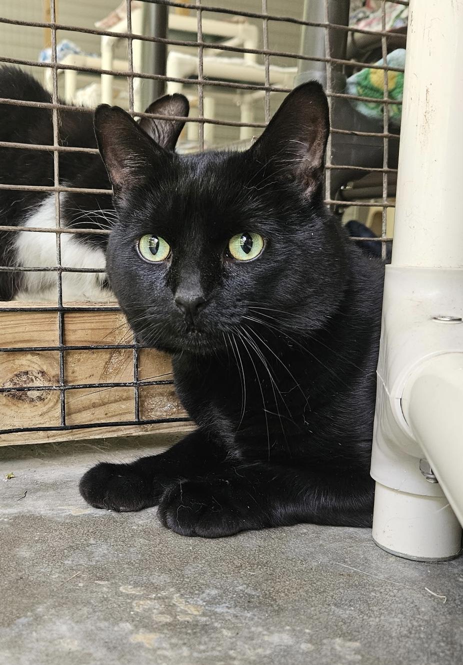 Bear, Adoptable, Adult Male Domestic Short Hair.