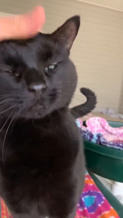 Enlarge Bear, a Adoptable Domestic Short Hair in Westbrook, CT video 3/3
