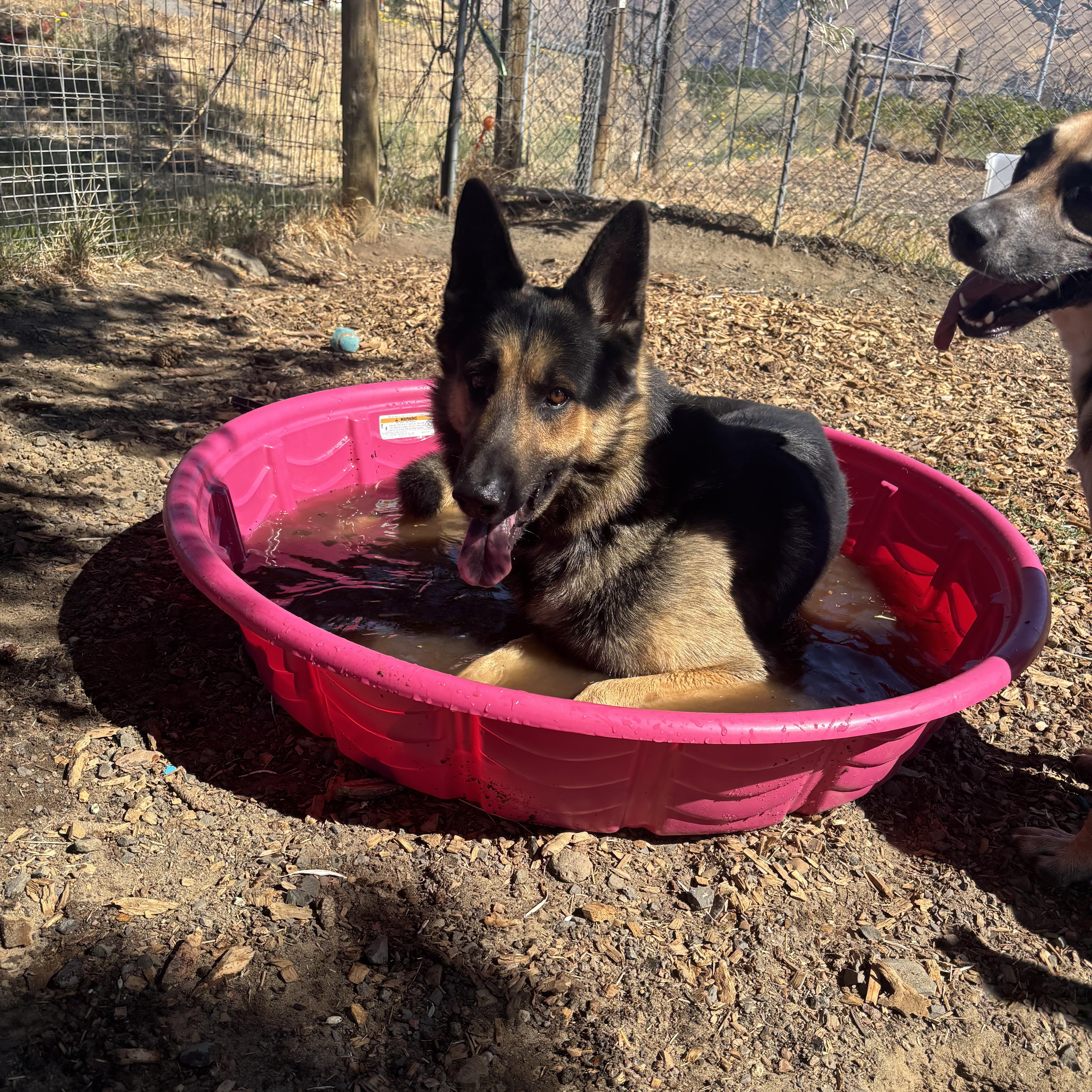 Enlarge Toby, an adopted German Shepherd Dog in The Dalles, OR image 5/5