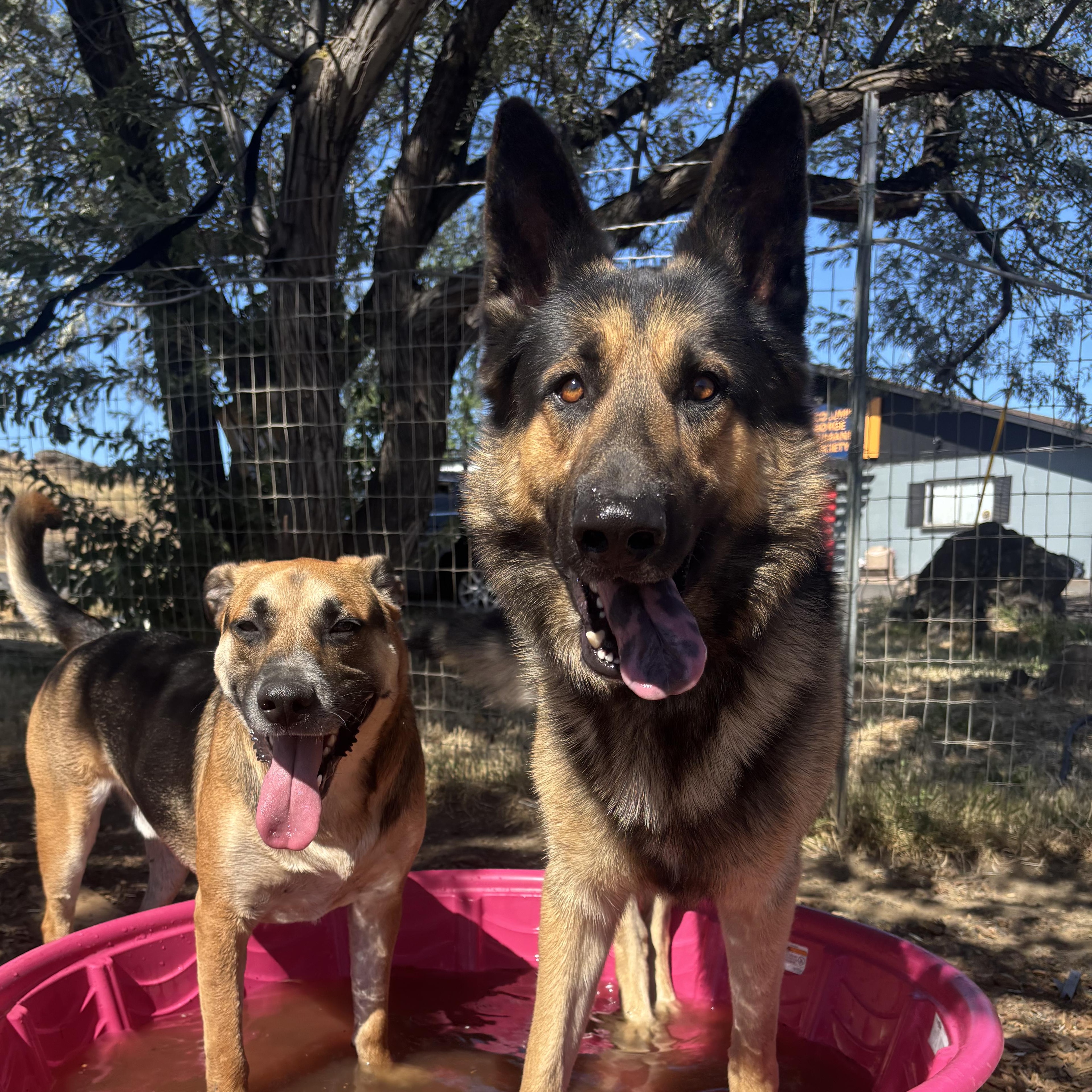 Enlarge Toby, an adopted German Shepherd Dog in The Dalles, OR image 3/5