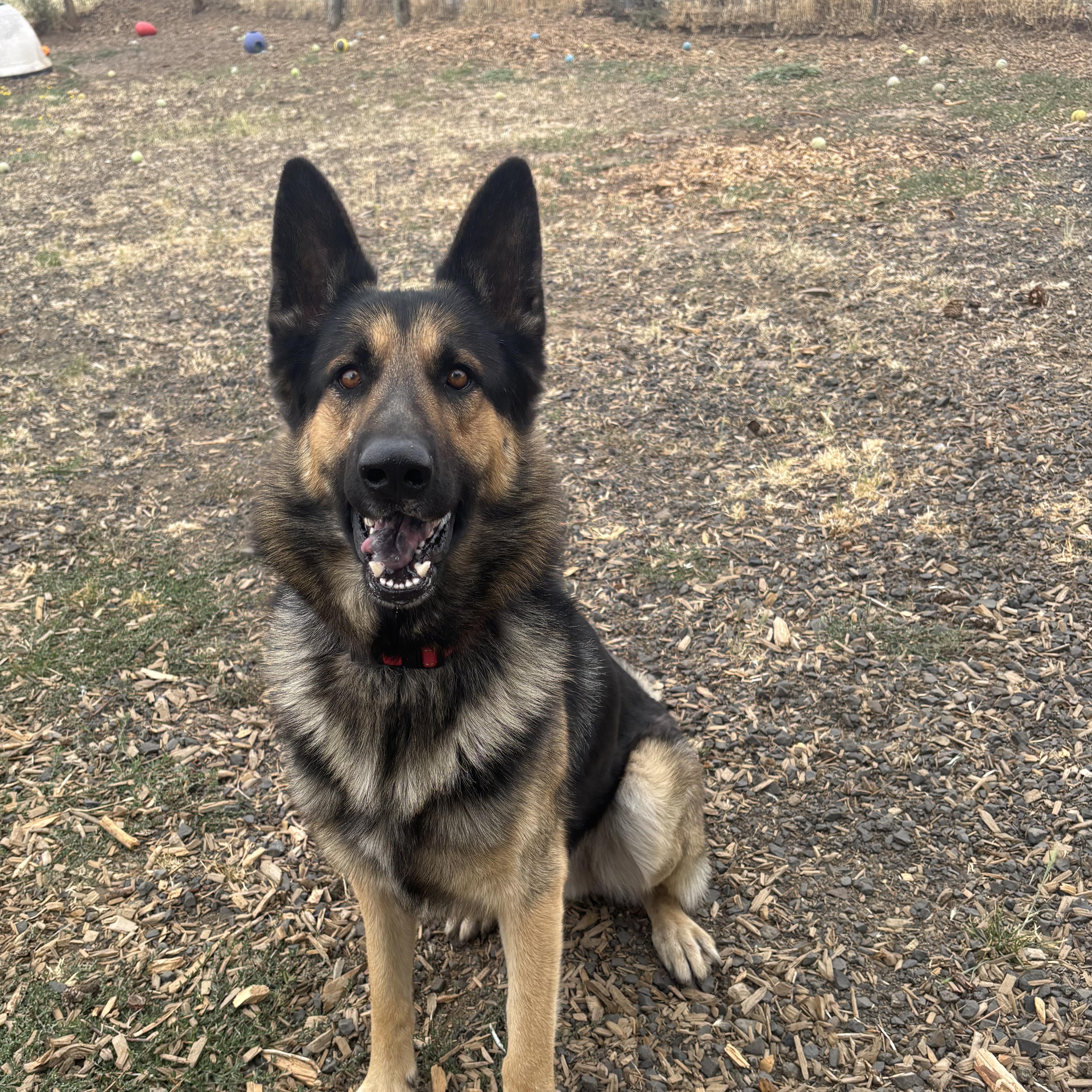 Toby, adopted, Adult Male German Shepherd Dog.