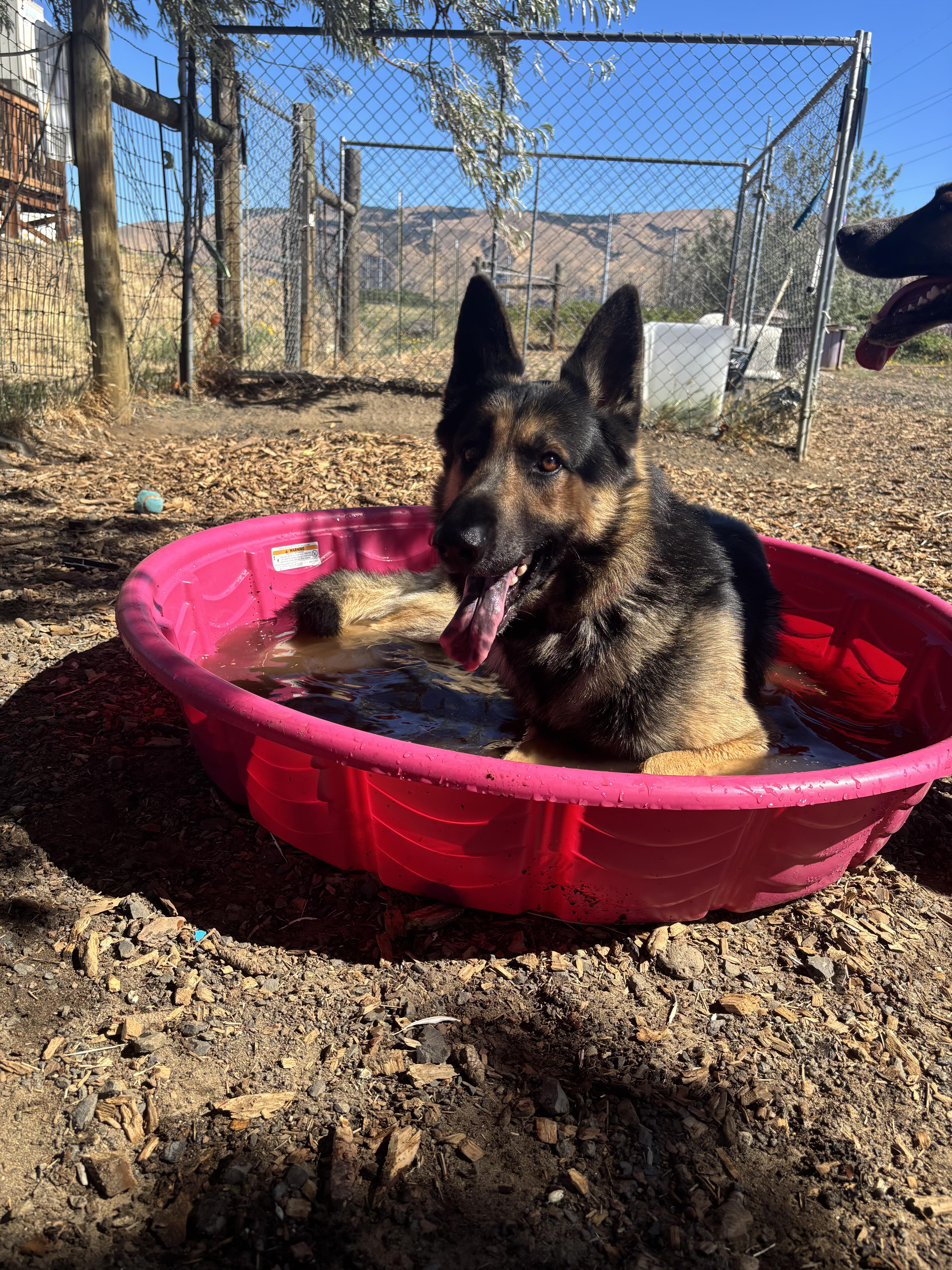 Enlarge Toby, an adopted German Shepherd Dog in The Dalles, OR image 4/5