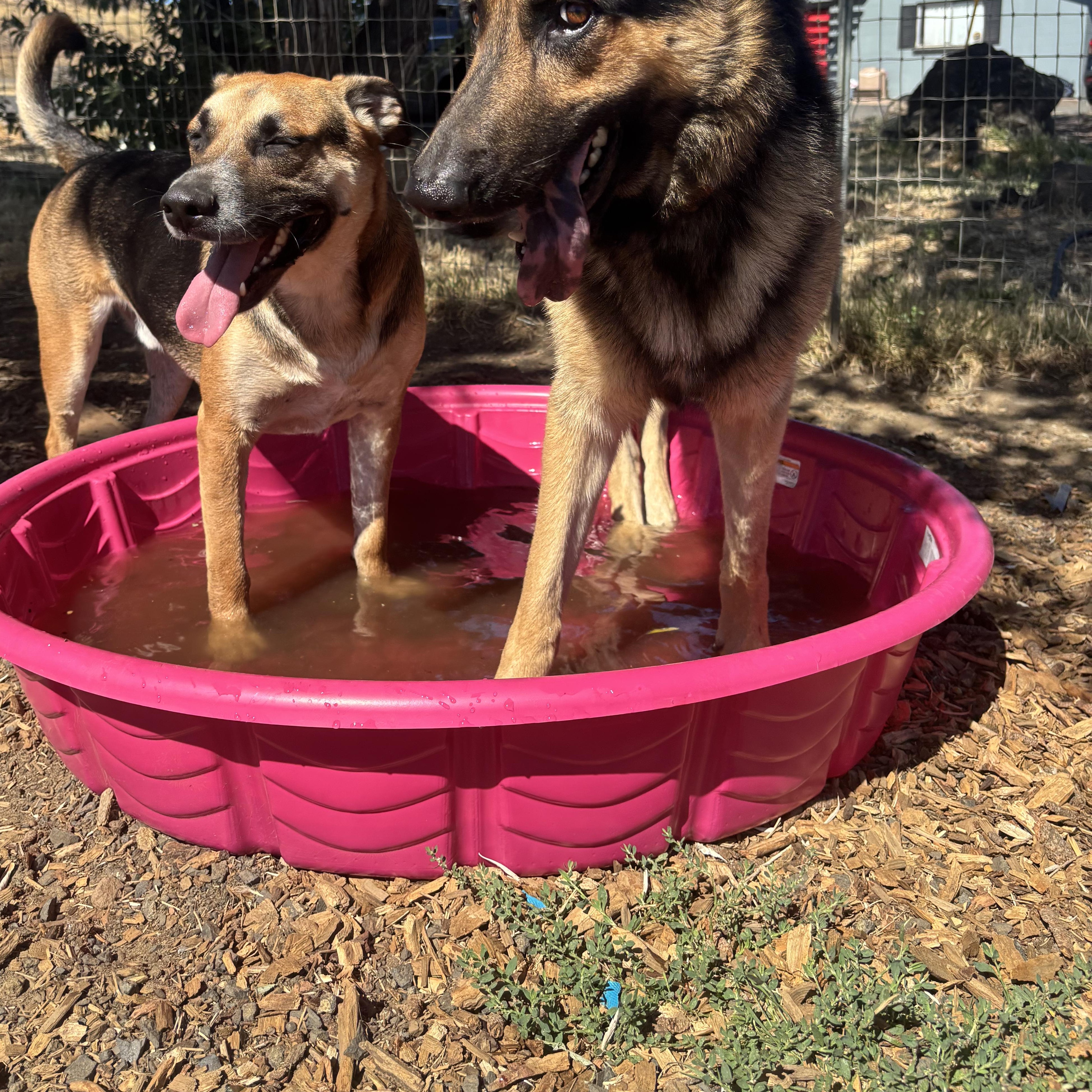 Enlarge Toby, an adopted German Shepherd Dog in The Dalles, OR image 2/5