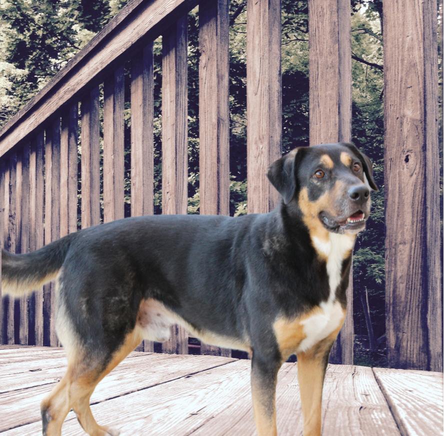 Jake, a Adoptable mixed breed in Hillsboro, TX image 2/2