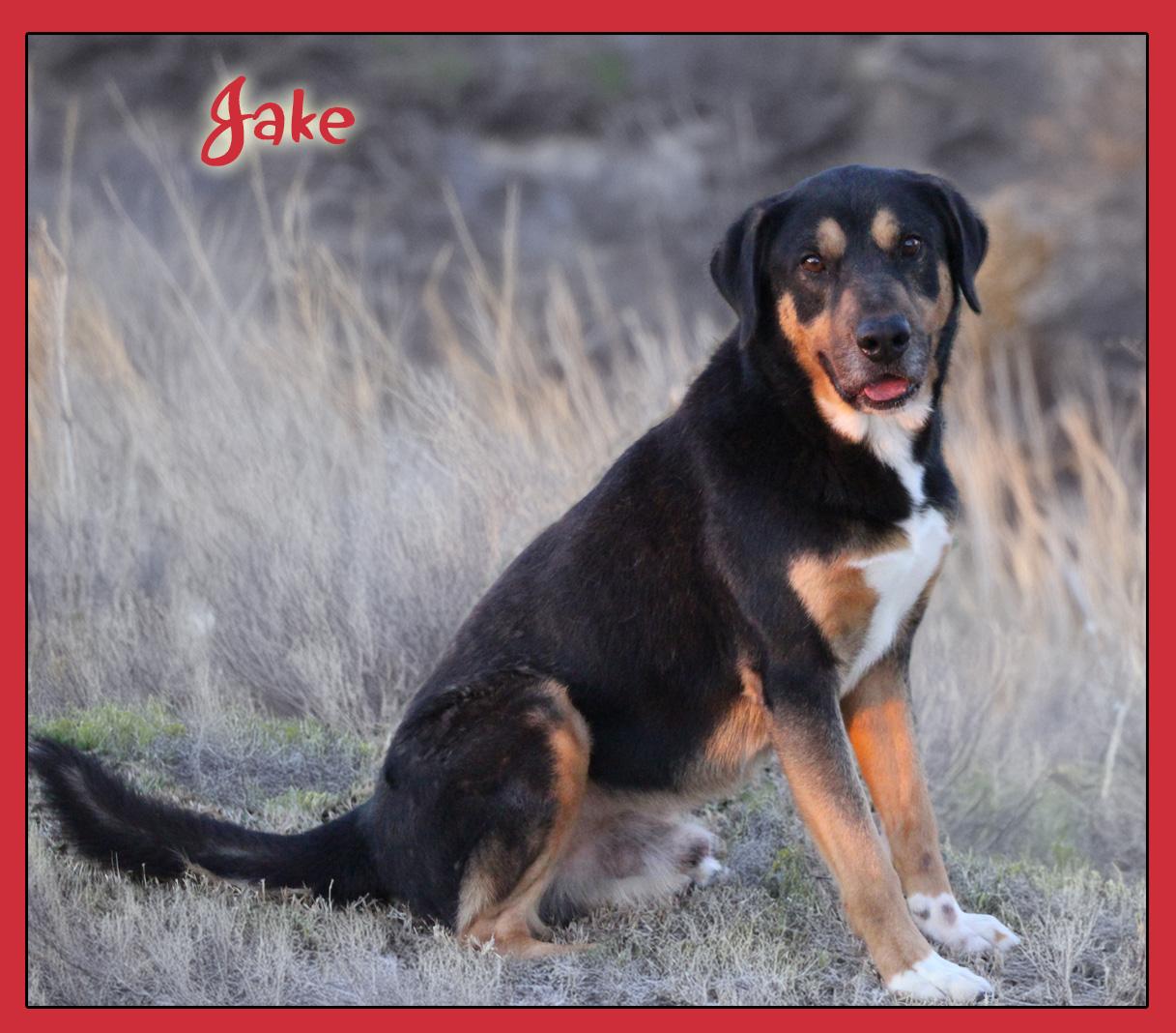 Jake, a Adoptable mixed breed in Hillsboro, TX image 1/2