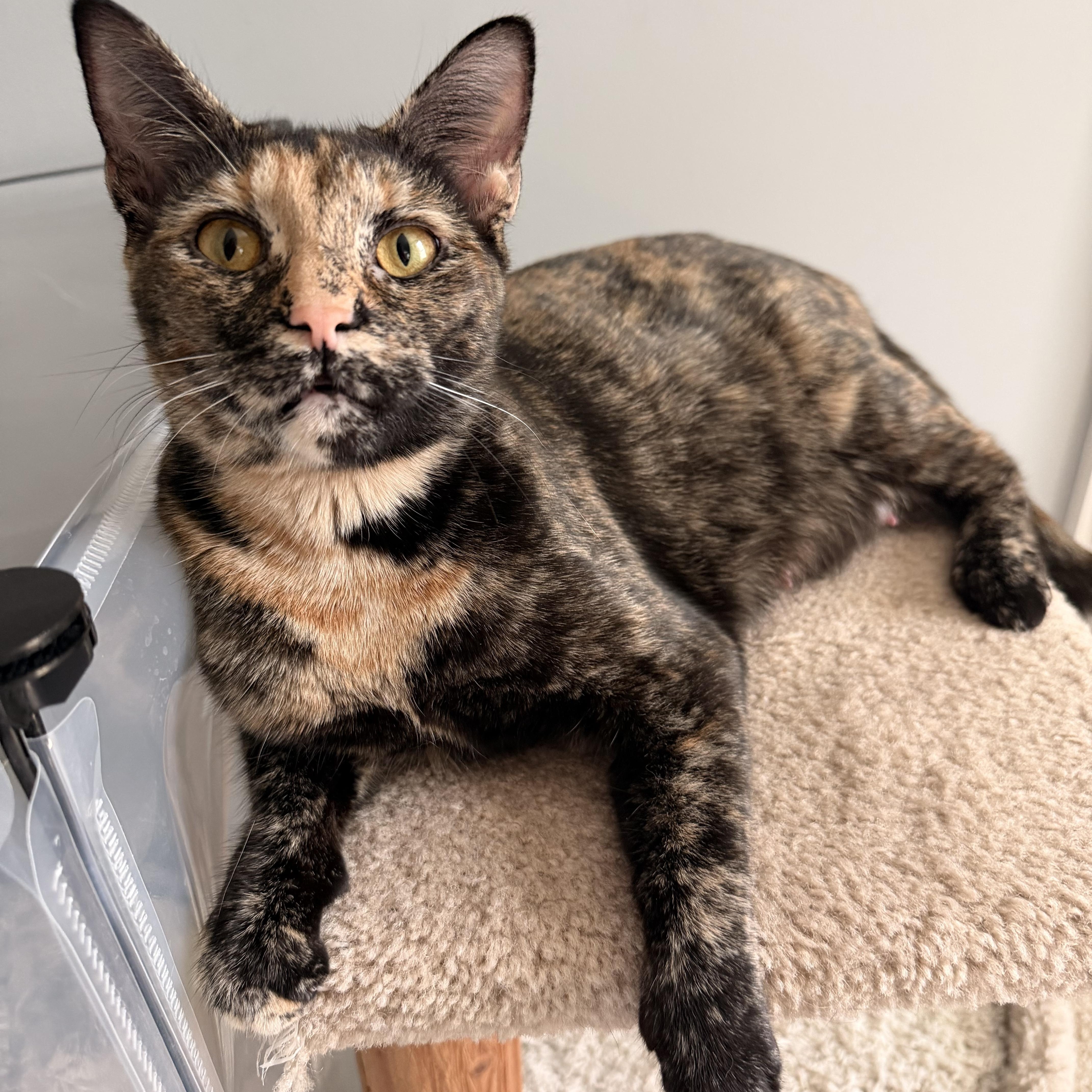 Fern - WILL WEATHER ANY STORM FOR YOUR LOVE!, an adopted American Shorthair in Bristow, VA image 1/6