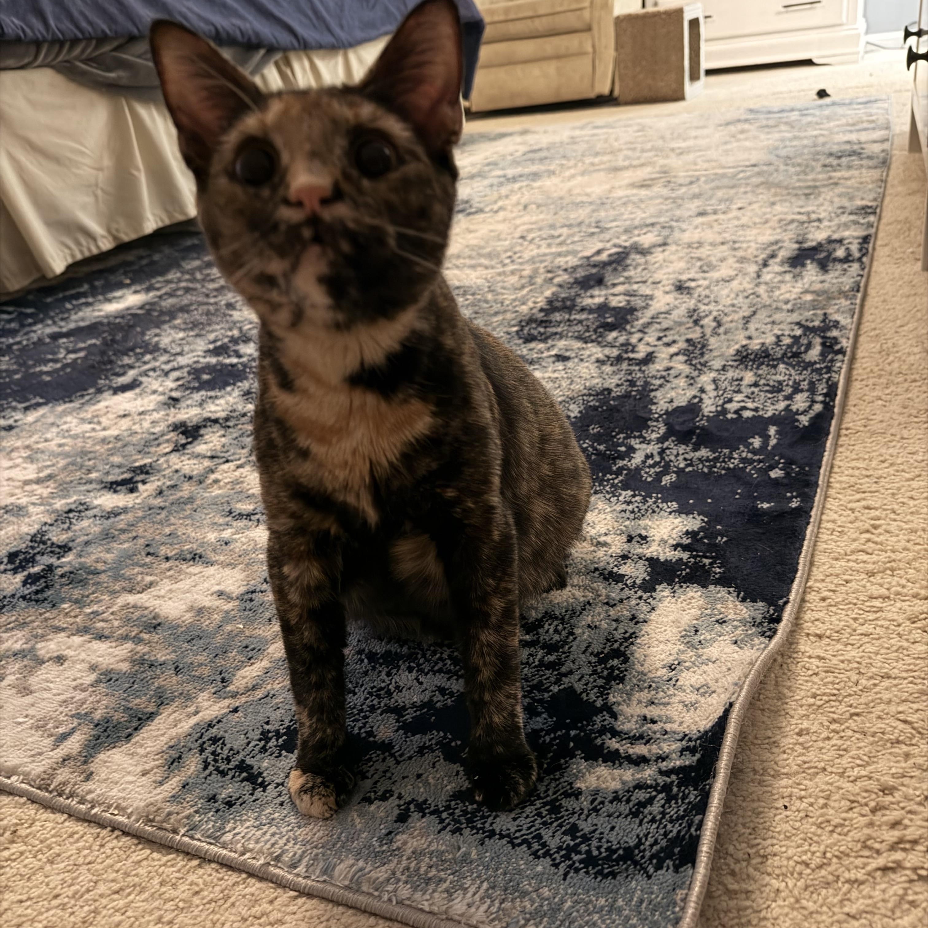 Fern - WILL WEATHER ANY STORM FOR YOUR LOVE!, an adopted American Shorthair in Bristow, VA image 2/6