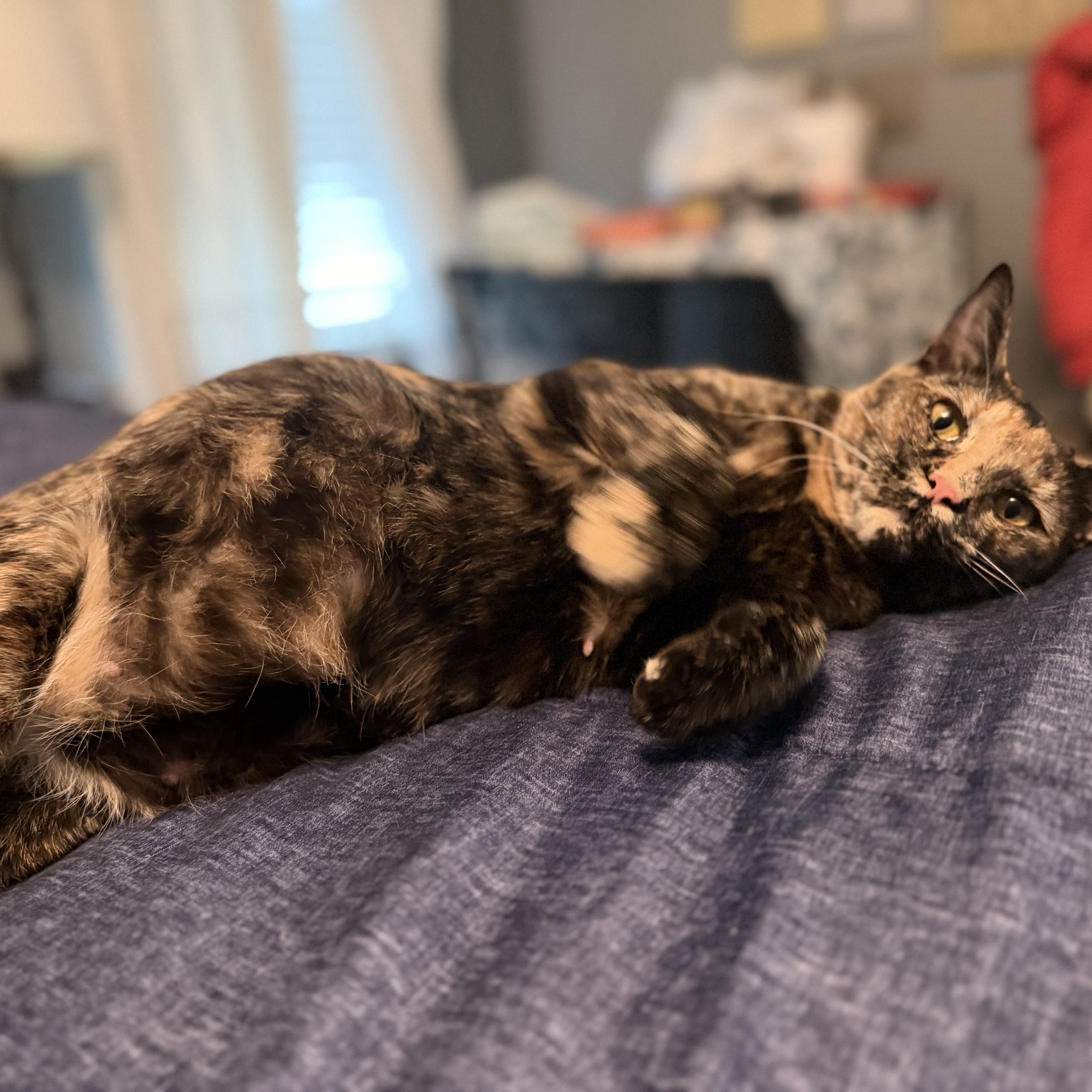 Fern - WILL WEATHER ANY STORM FOR YOUR LOVE!, an adopted American Shorthair in Bristow, VA image 3/6