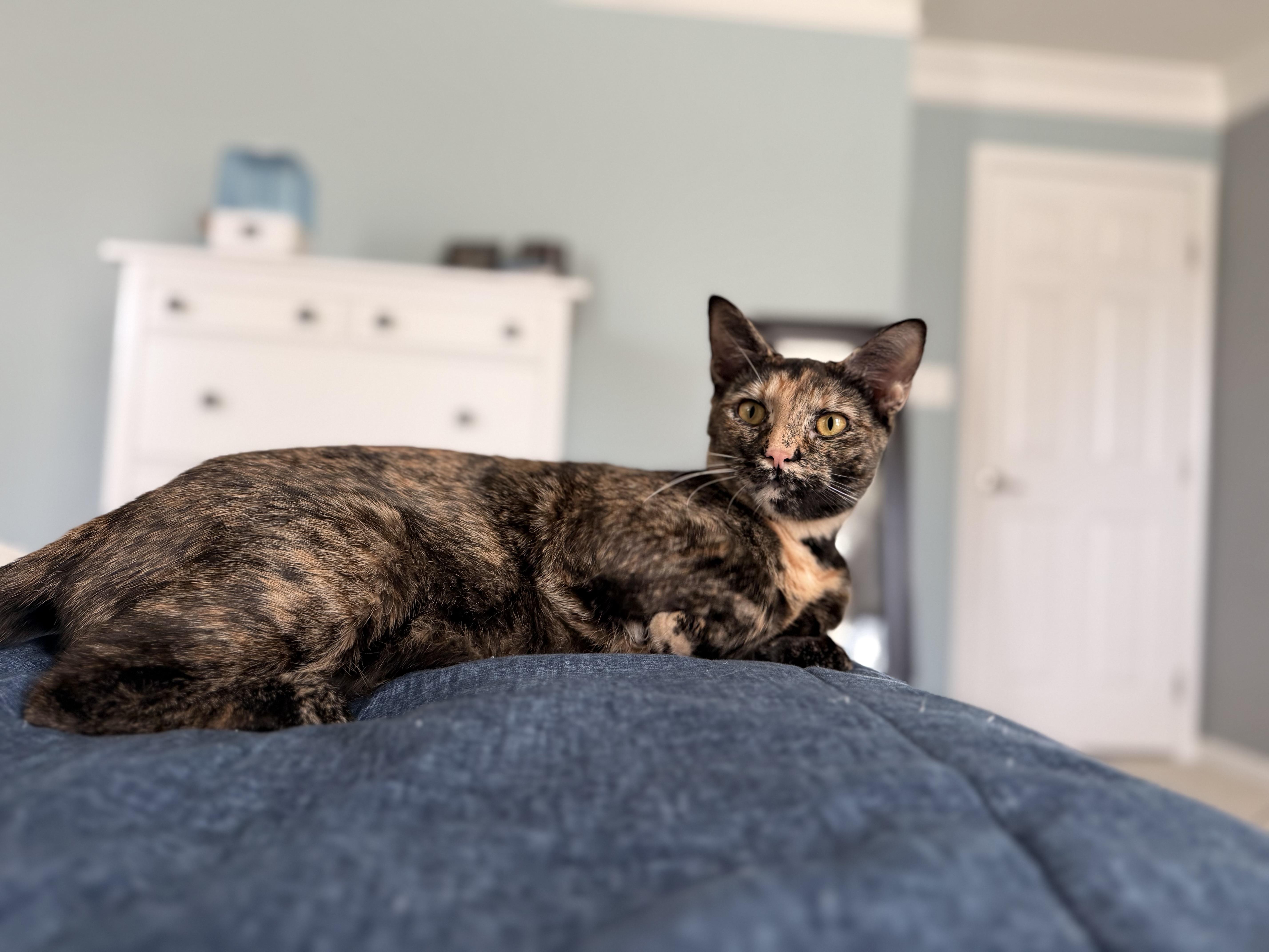 Fern - WILL WEATHER ANY STORM FOR YOUR LOVE!, an adopted American Shorthair in Bristow, VA image 4/6